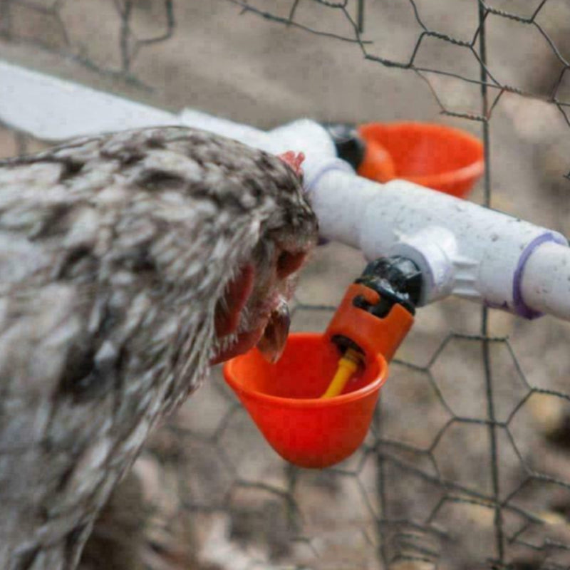 4 قطعة أكواب مياه الشرب سقي الدجاج التلقائي يشربون الدواجن CA السوق